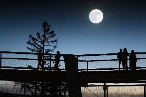 Magischer Mond: Vollmondführung über den Baumwipfelpfad Bad Wildbad